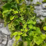 Le Val Du Vieux Chene D'hotes 3* Walcourt